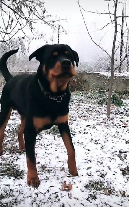 Вязка: Ротвейлер, Самец, 5 лет Бишкек - изображение 1