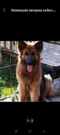 Вязка: Немецкая овчарка, Самец, Более 5 лет Бишкек