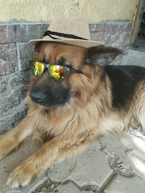 Вязка: Немецкая овчарка, Самец, Более 5 лет Бишкек - изображение 2