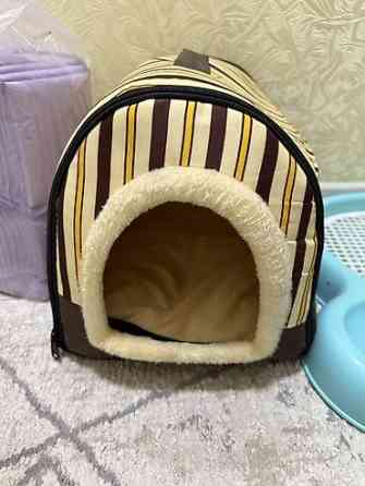 Продаю щенок порода Шпиц Набор для ухода за небольшими собаки - Бишкек