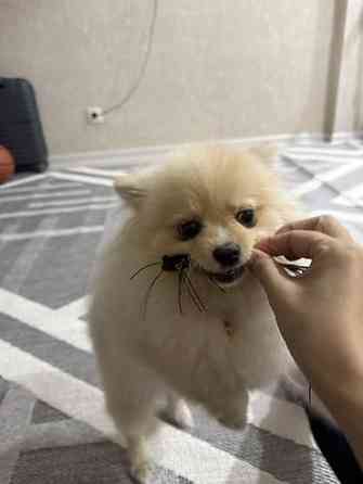 Продаю щенок порода Шпиц Набор для ухода за небольшими собаки - Бишкек