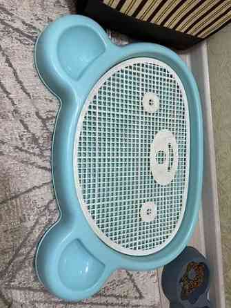 Продаю щенок порода Шпиц Набор для ухода за небольшими собаки - Бишкек