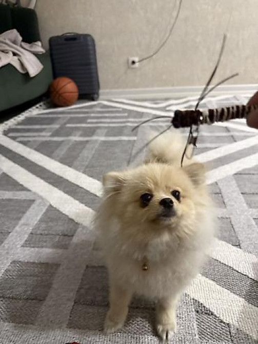 Продаю щенок порода Шпиц Набор для ухода за небольшими собаки - Бишкек - изображение 4