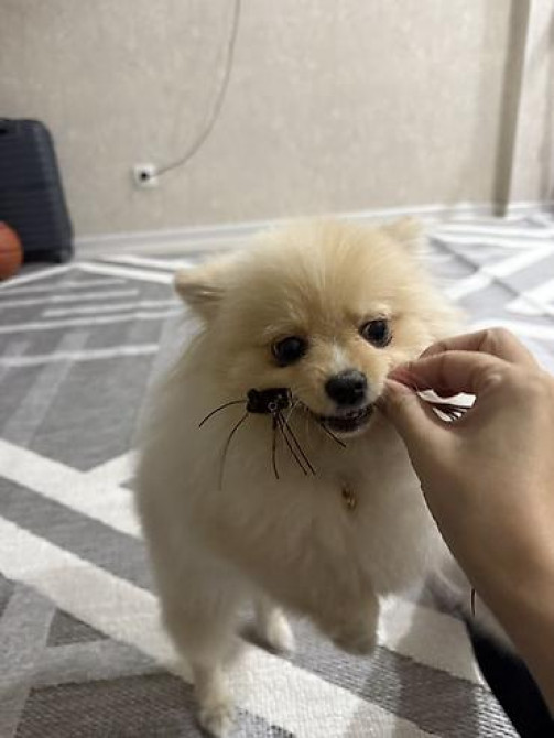 Продаю щенок порода Шпиц Набор для ухода за небольшими собаки - Бишкек - изображение 5