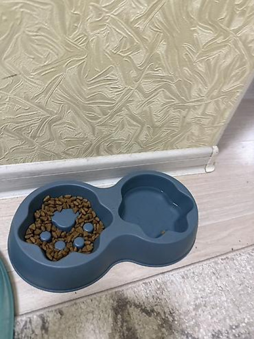 Продаю щенок порода Шпиц Набор для ухода за небольшими собаки - Бишкек - изображение 1