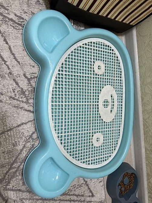 Продаю щенок порода Шпиц Набор для ухода за небольшими собаки - Бишкек - изображение 6