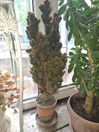 Продаю домашние цветы разные не дорого смотрите мой профиль выбирайте Бишкек