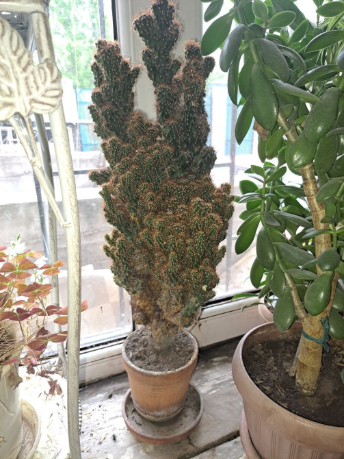 Продаю домашние цветы разные не дорого смотрите мой профиль выбирайте Бишкек - изображение 1