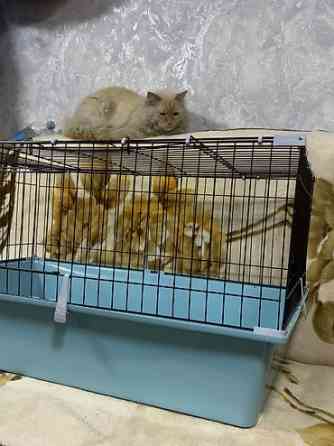 Срочно срочно клетка новая. В идеальном состоянии. В связи с Бишкек