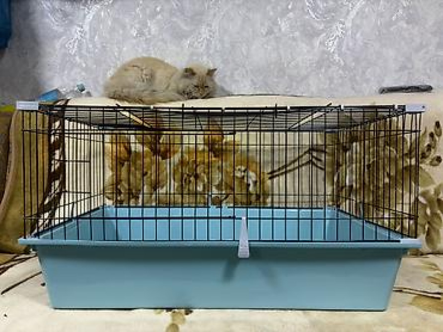 Срочно срочно клетка новая. В идеальном состоянии. В связи с Бишкек - изображение 1