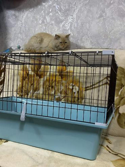 Срочно срочно клетка новая. В идеальном состоянии. В связи с Бишкек - изображение 4