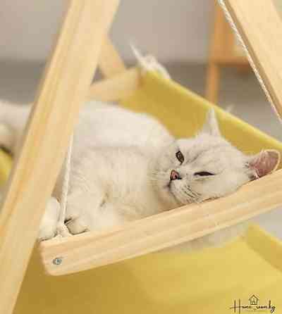 ???? Подарите Вашему Пушистому Другу Райский Уголок! ???? Представляем Бишкек