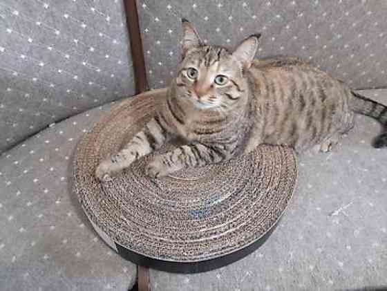 Когтеточка для кошек и котят. Картон. Размеры: - Бишкек