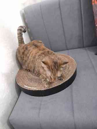 Когтеточка для кошек и котят. Картон. Размеры: - Бишкек