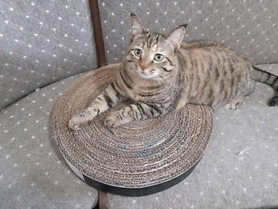 Когтеточка для кошек и котят. Картон. Размеры: - Бишкек - изображение 2