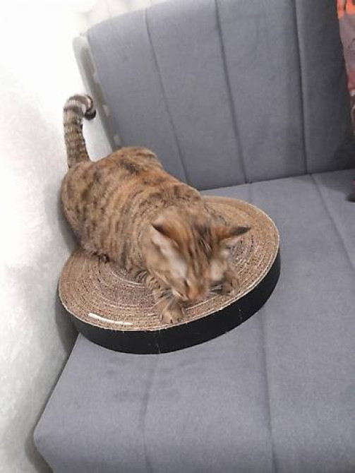 Когтеточка для кошек и котят. Картон. Размеры: - Бишкек - изображение 4