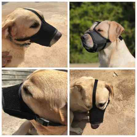 Большой выбор намордников для выгула собак,а так же Бишкек