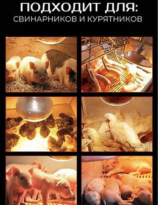 Греющая | Отопительная | Инфракрасная лампа для обогрева птиц и Бишкек - сүрөт 2