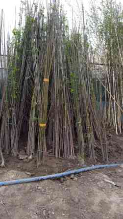 Клен,сапурабереза,катальпа,багрянник,липа,платан,декоративный Bishkek