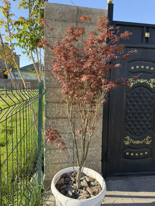 Саженцы Bishkek - photo 1