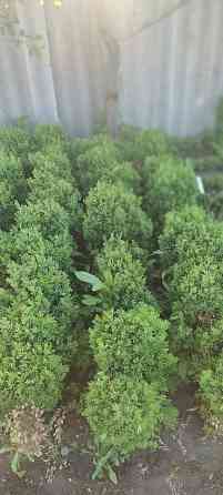 Самшит.Вьющиеся Розы. По всем вопросам звоните Bishkek