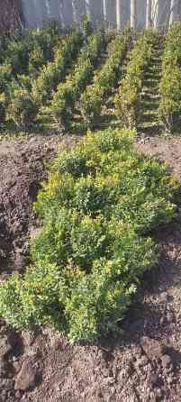 Самшит.Вьющиеся Розы. По всем вопросам звоните Bishkek