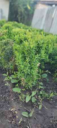 Самшит.Вьющиеся Розы. По всем вопросам звоните Bishkek