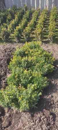 Самшит.Вьющиеся Розы. По всем вопросам звоните Bishkek