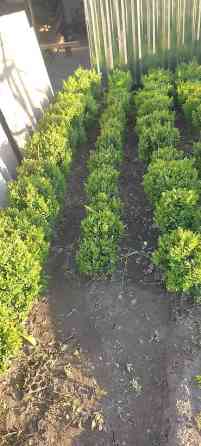 Самшит.Вьющиеся Розы. По всем вопросам звоните Bishkek