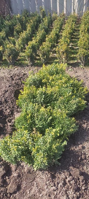 Самшит.Вьющиеся Розы. По всем вопросам звоните Bishkek - photo 24