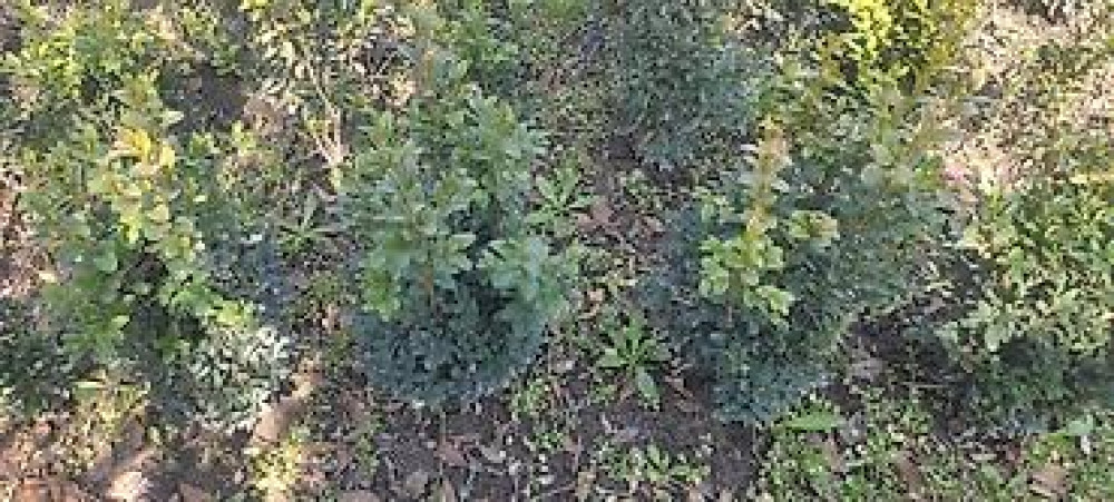 Самшит.Вьющиеся Розы. По всем вопросам звоните Bishkek - photo 17