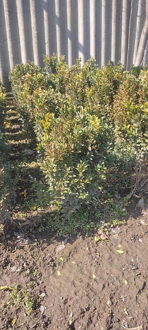 Самшит.Вьющиеся Розы. По всем вопросам звоните Bishkek - photo 22