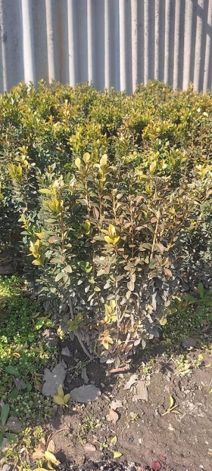 Самшит.Вьющиеся Розы. По всем вопросам звоните Bishkek - photo 7