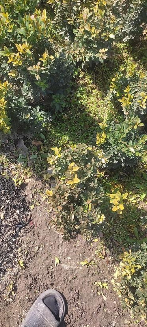 Самшит.Вьющиеся Розы. По всем вопросам звоните Bishkek - photo 9