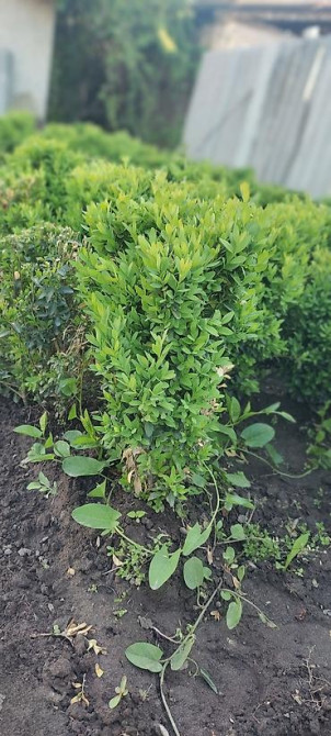 Самшит.Вьющиеся Розы. По всем вопросам звоните Bishkek - photo 2