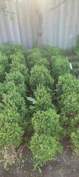 Самшит.Вьющиеся Розы. По всем вопросам звоните Bishkek - photo 10