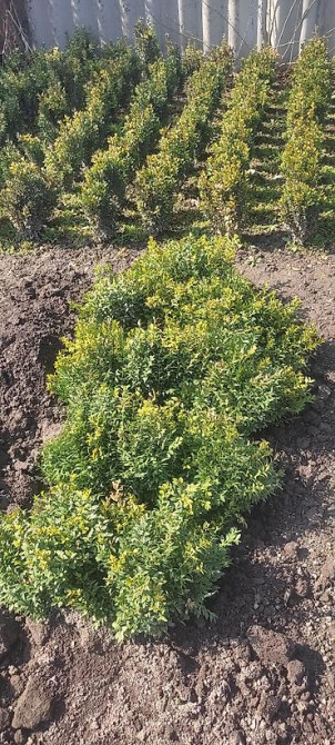 Самшит.Вьющиеся Розы. По всем вопросам звоните Bishkek - photo 5