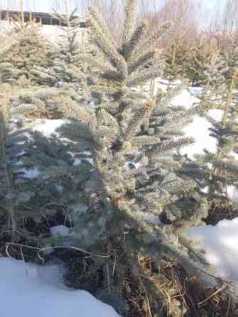 Ель голубая (Picea pungens) — декоративные саженцы с плотной Bishkek
