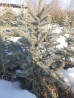Ель голубая (Picea pungens) — декоративные саженцы с плотной Bishkek