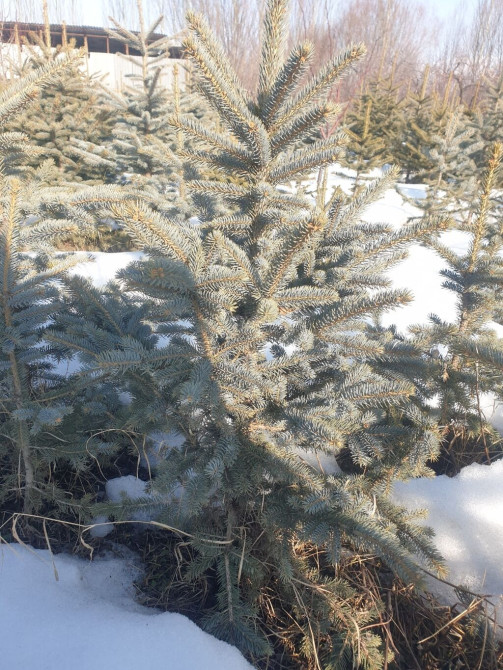 Ель голубая (Picea pungens) — декоративные саженцы с плотной Bishkek - photo 1