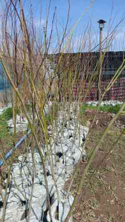 Липа,Липа,Липа мелколистный, медоносный Саженцы для озеленения и живых Bishkek