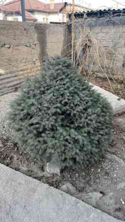 Пихты/ели декоративные для участка - Компактные хвойные кусты и Bishkek