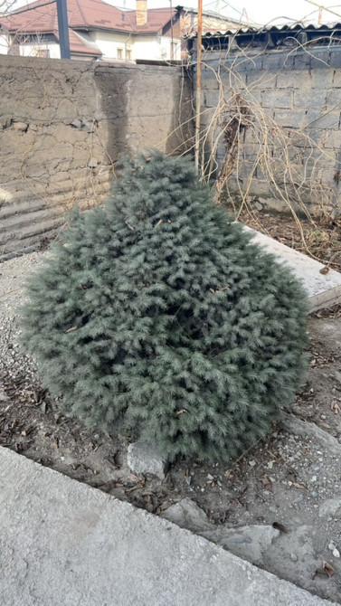 Пихты/ели декоративные для участка - Компактные хвойные кусты и Bishkek - photo 1