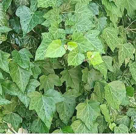 Продаю вечнозелёный плющ. Черенки под обрезку с воздушными корнями 40 Bishkek