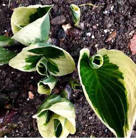 Продаю вечнозелёный плющ. Черенки под обрезку с воздушными корнями 40 Bishkek