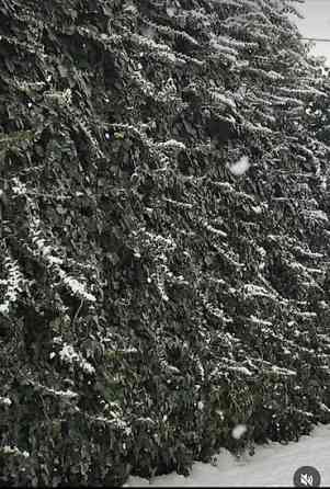 Продаю вечнозелёный плющ. Черенки под обрезку с воздушными корнями 40 Bishkek