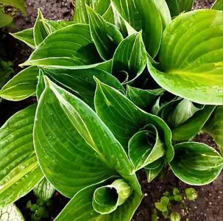 Продаю вечнозелёный плющ. Черенки под обрезку с воздушными корнями 40 Bishkek