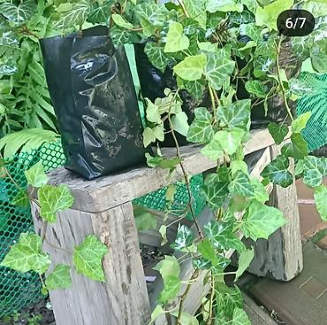 Продаю вечнозелёный плющ. Черенки под обрезку с воздушными корнями 40 Bishkek - photo 29