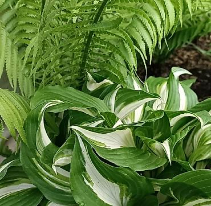 Продаю вечнозелёный плющ. Черенки под обрезку с воздушными корнями 40 Bishkek - photo 23