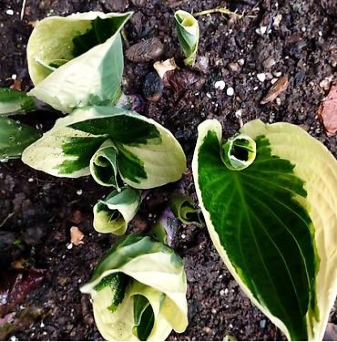 Продаю вечнозелёный плющ. Черенки под обрезку с воздушными корнями 40 Bishkek - photo 19